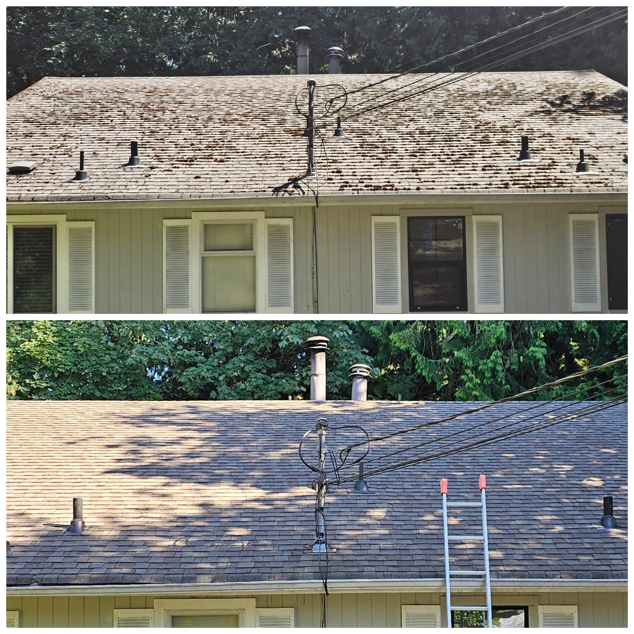 Professional Roof Cleaning